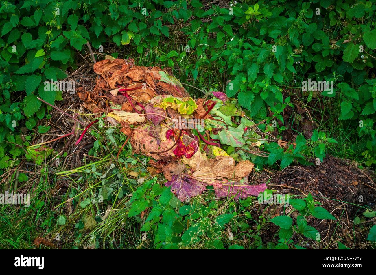 Écartés des tiges et des feuilles de rhubarbe dans une bordure d'allotement, créant une émeute de couleurs. Banque D'Images