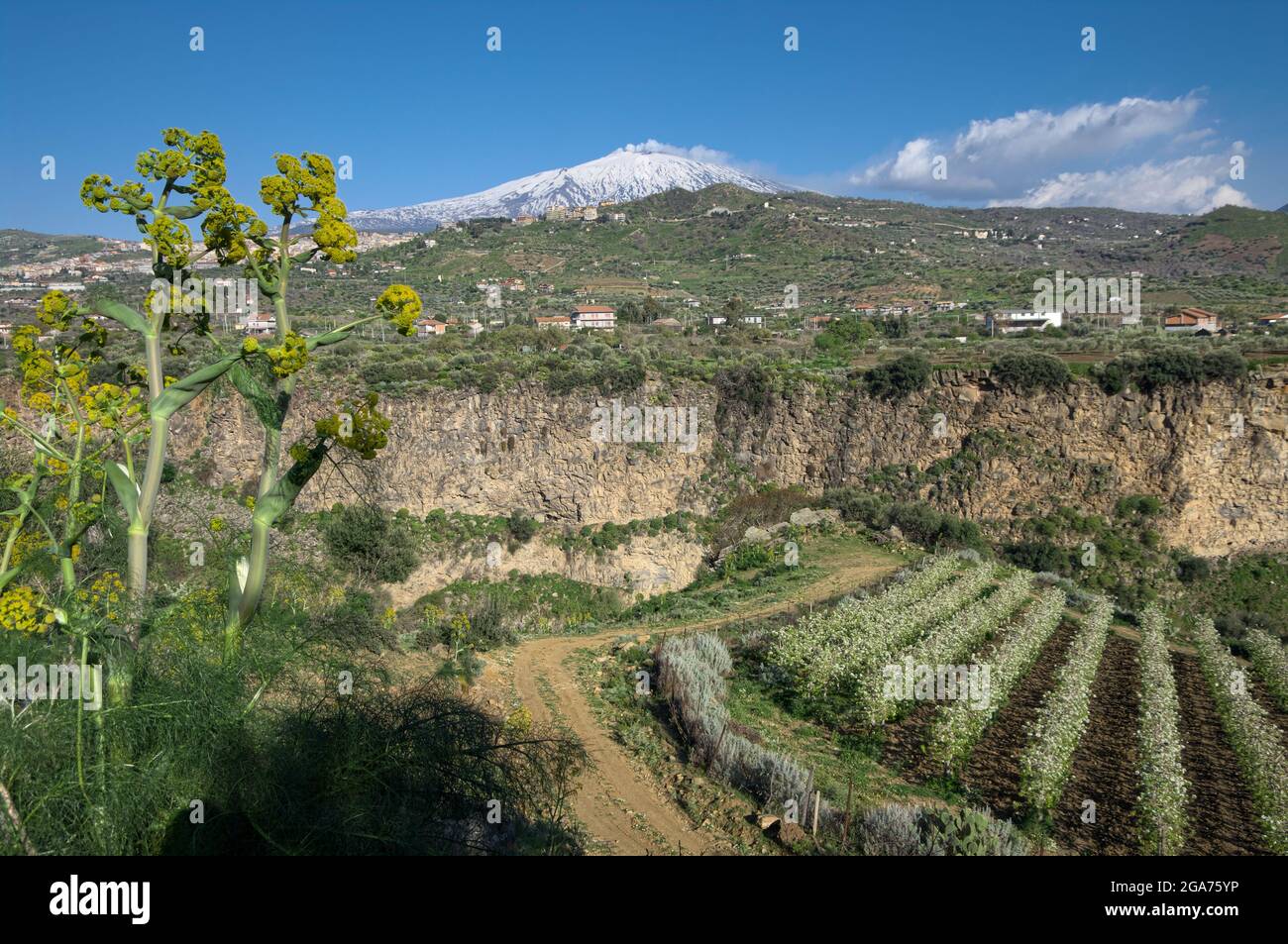 Printemps en Sicile paysage de l'Etna Mont neige couverte et gorges de lave de la rivière Simeto, inflorescence de la ferula et des terres cultivées avec verger de pois Banque D'Images