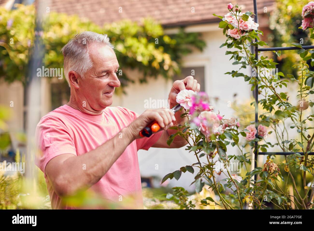 Homme à la retraite au travail Pruning Roses sur Trellis Arch dans le jardin à la maison Banque D'Images