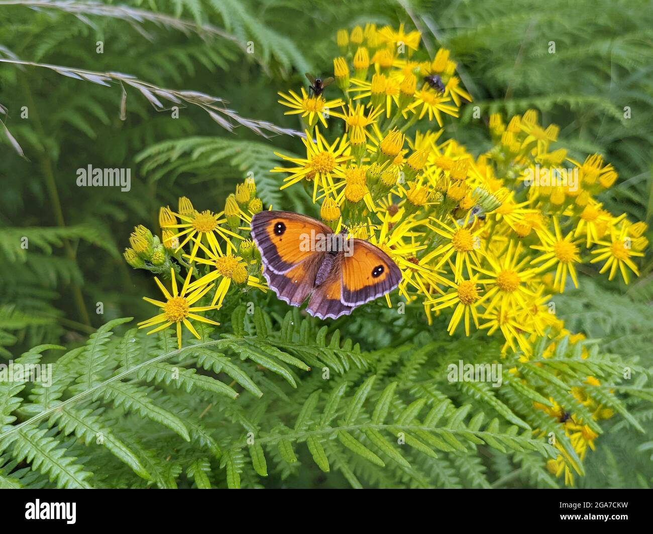 Le papillon du gardien se nourrissant de fleurs de ragwort communes Banque D'Images