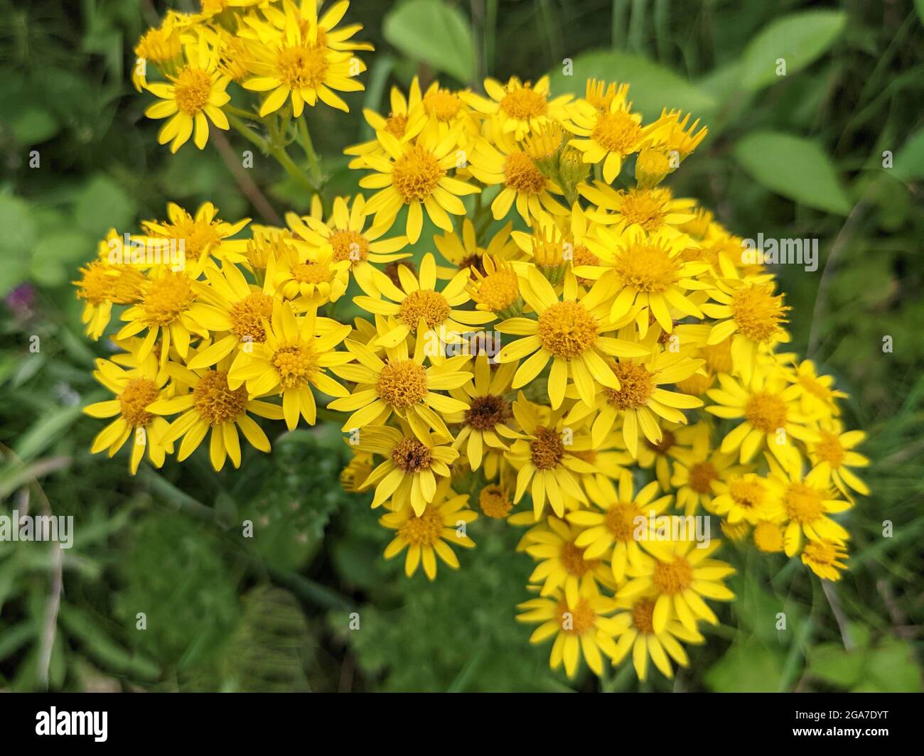 Fleurs de ragwort commun jaune vif, Senecio jacobaea Banque D'Images