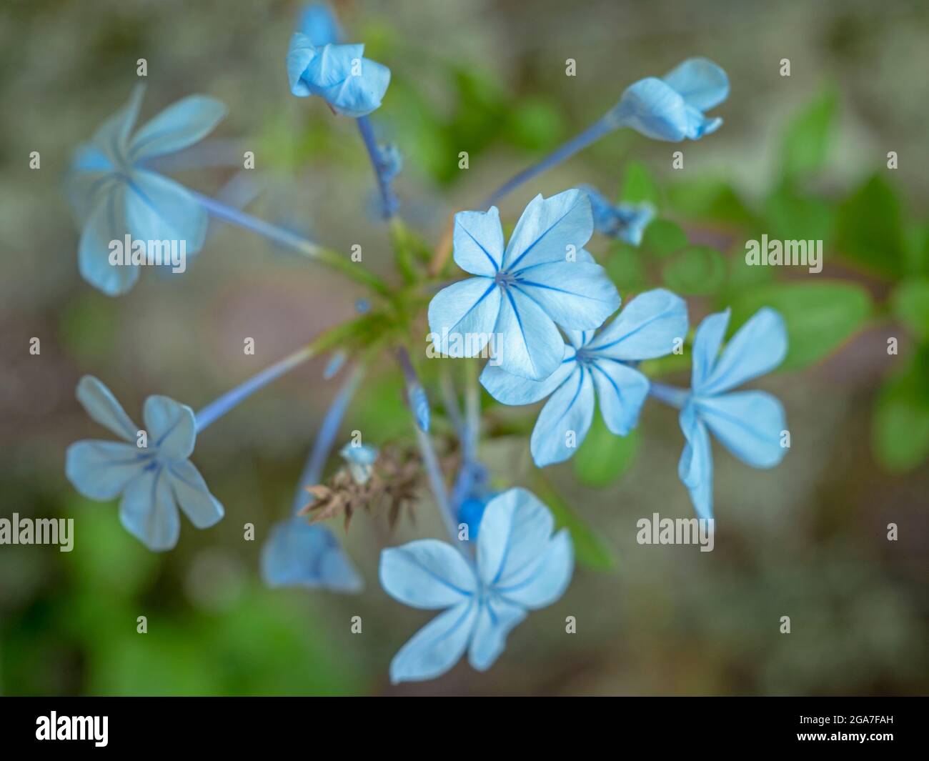 Jolies fleurs bleues de cape Leadwort, Plumbago auriculata Banque D'Images