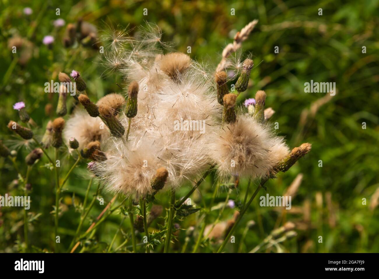Chardon-Marie (Silybum marianum) pépins soufflants de pappi (papi) blancs, dans le vent, à côté de la rivière Mole, réserve naturelle locale, Leatherhead, Surrey, Angl Banque D'Images