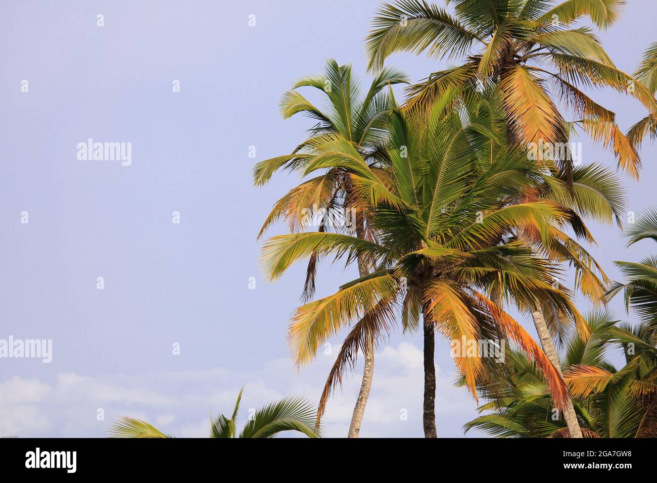 Ciel bleu coloré avec palmiers à noix de coco Banque D'Images