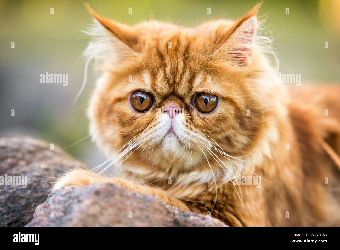 Portrait De Chat Persan Rouge Avec De Grands Yeux Ronds Orange Photo Stock Alamy