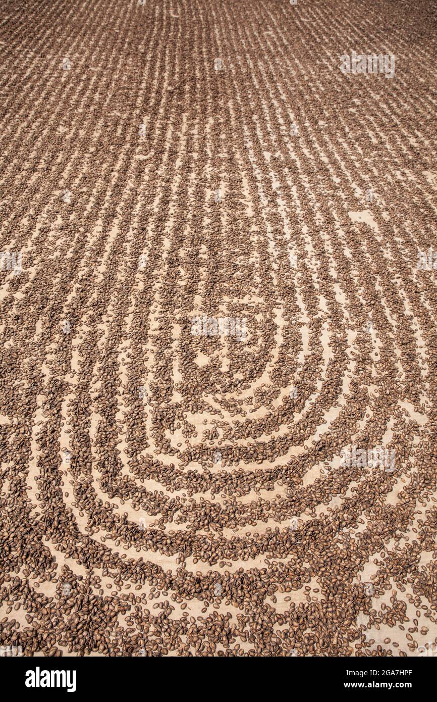 Une énorme quantité de graines de pastèque séchant au soleil à l'usine Banque D'Images