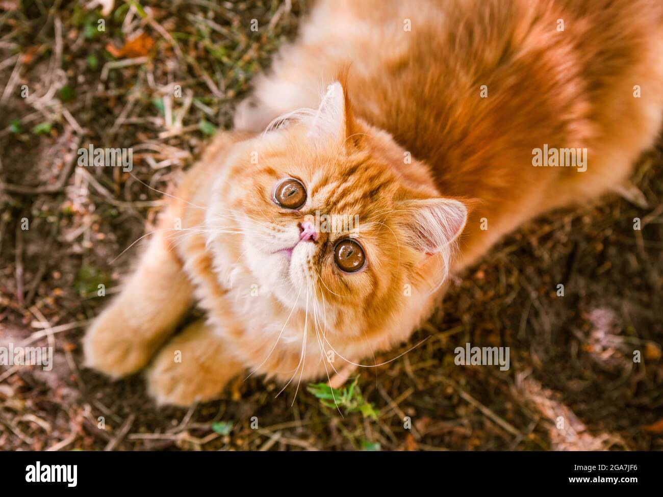 Chat persan rouge drôle en arrière-plan d'automne, vue du dessus Banque D'Images