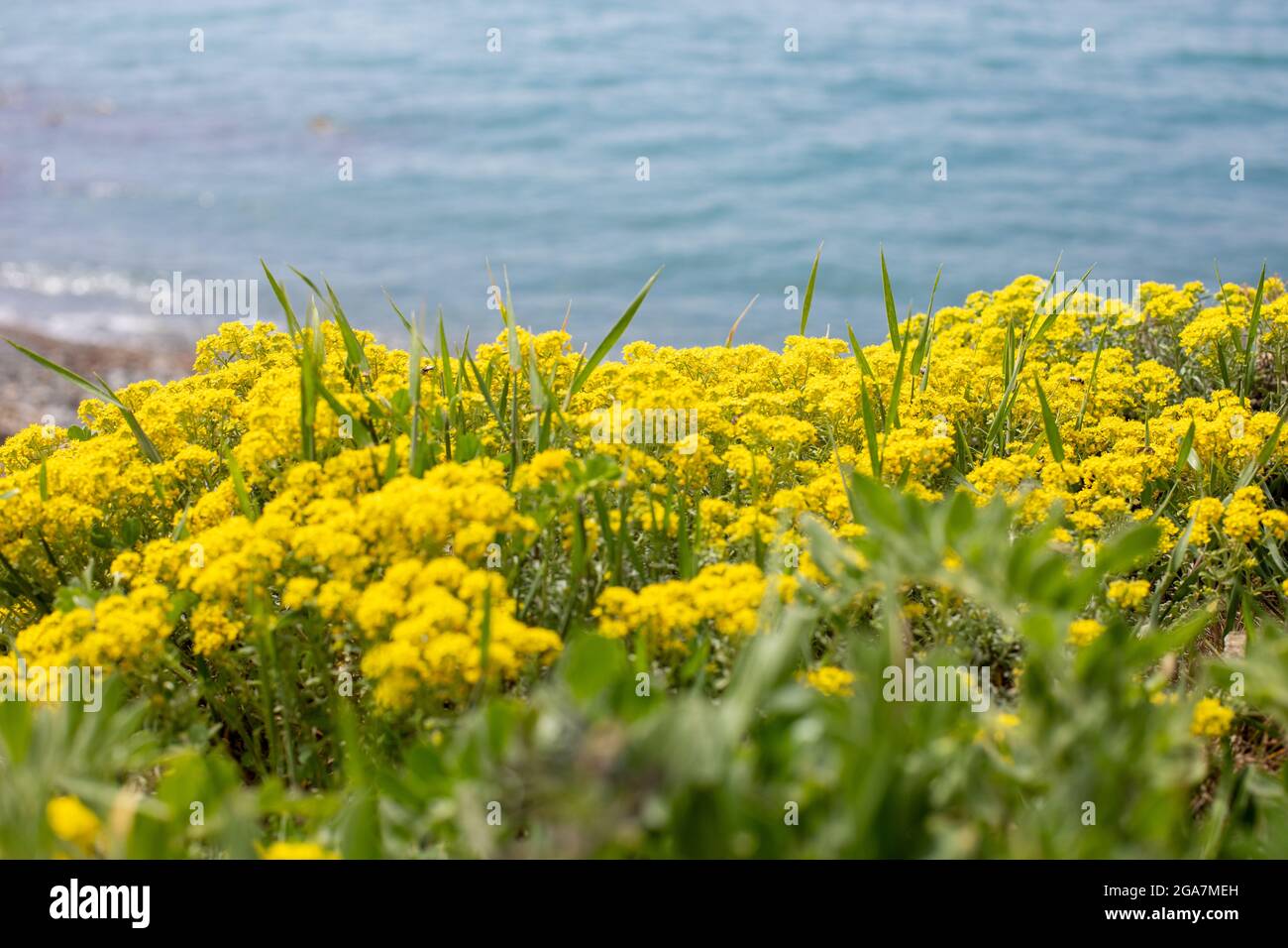 beaucoup de petites fleurs de colza jaune dans l'herbe verte sur la rive contre le fond de la mer Banque D'Images