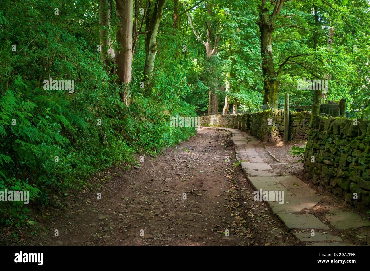 Le très vieux Trap Lane à Bents Green à Sheffield, en regardant à l'ouest, avec d'anciens allotissements surcultivés sur la gauche. Banque D'Images