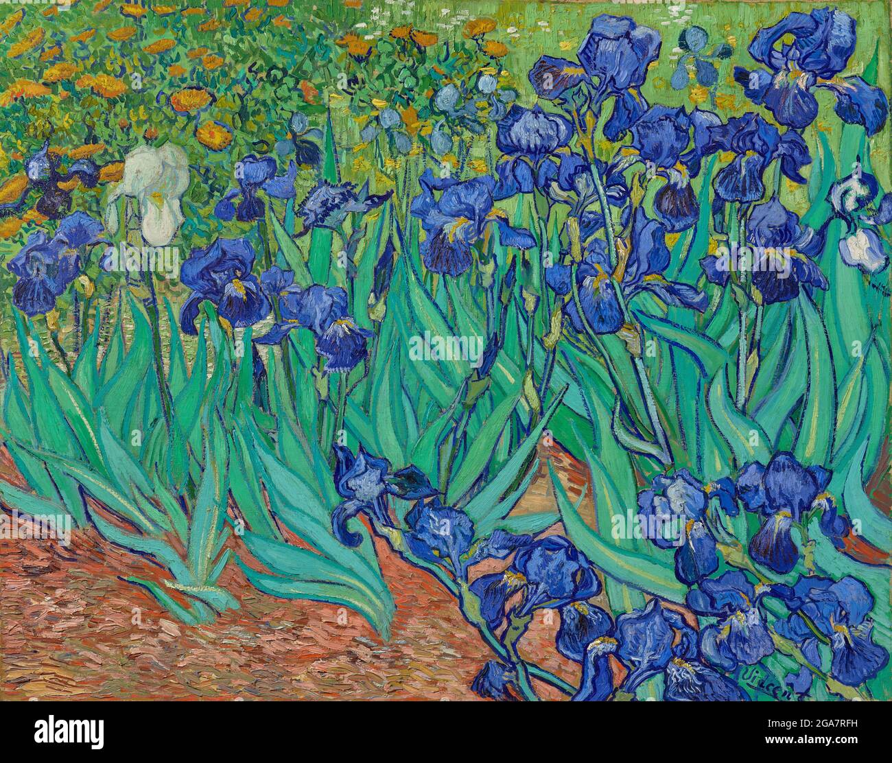 vincent Van Gogh, Irises, 1889, huile sur toile, Los Angeles, États-Unis d'Amérique Banque D'Images
