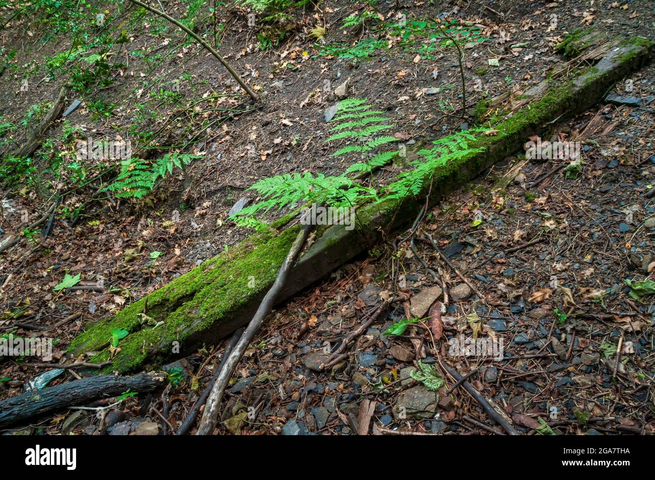 Très grand et ancien faisceau de bois d'un but incertain abandonné dans une vallée boisée peu profonde à Bents Green, Sheffield. Banque D'Images