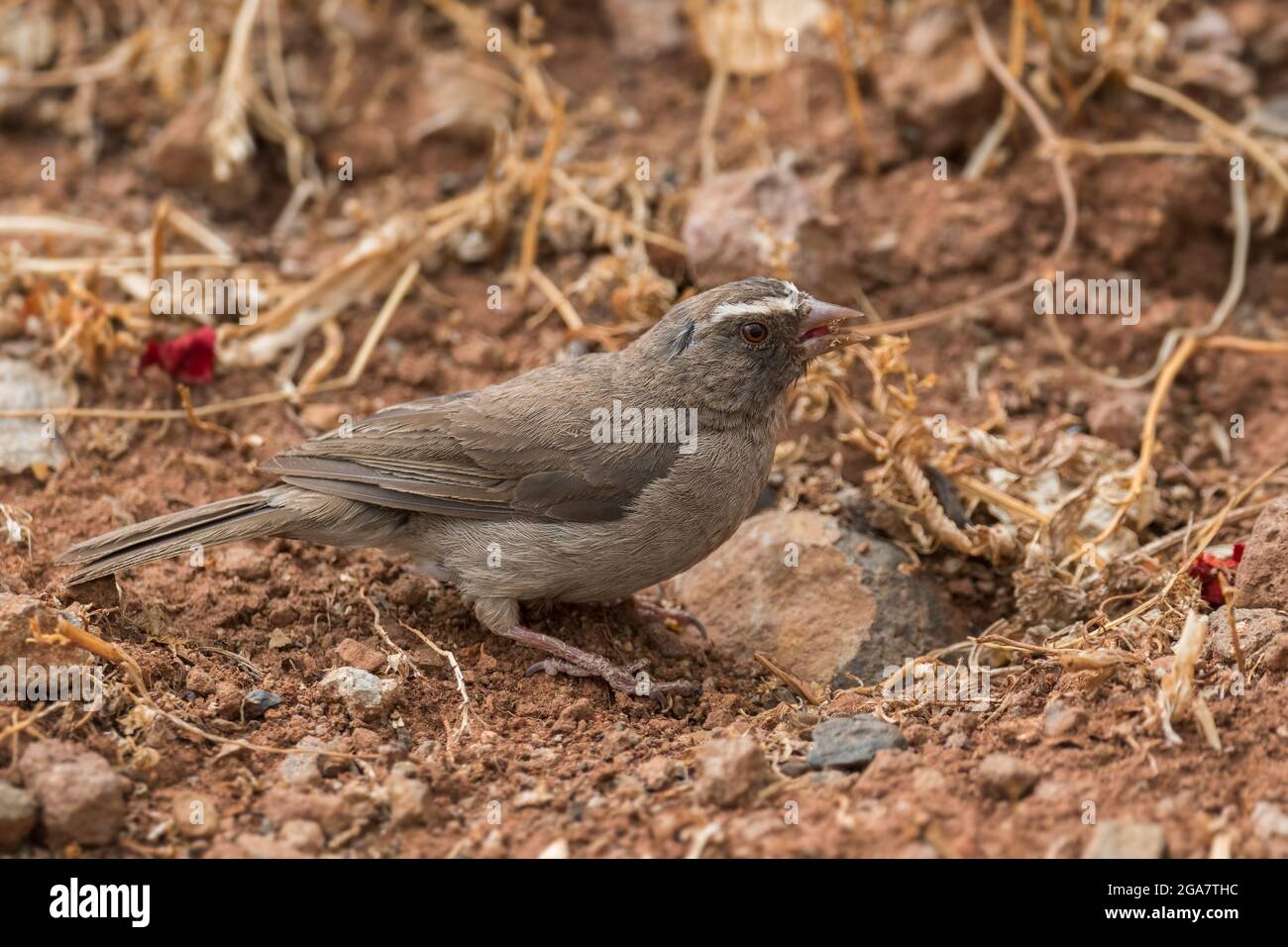 Seedeater à rumpe brune - Crithagra tristriata, magnifique oiseau perching des buissons et des bois africains, Gondar, Ethiopie. Banque D'Images