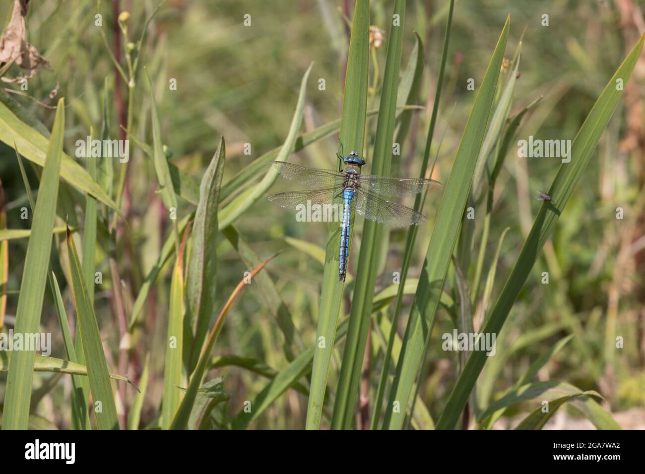 Un seul homme Empereur Dragonfly Anax imperméable perché sur la tige de plante d'eau dans un petit étang, Cotswolds, Royaume-Uni Banque D'Images