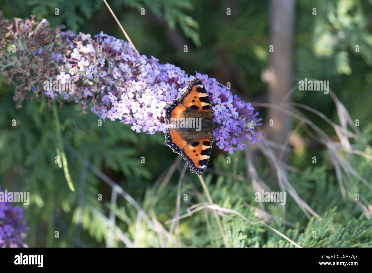 Un petit papillon tortoiseshell Aglais urticae se nourrissant de la fleur de Buddleia UK Banque D'Images