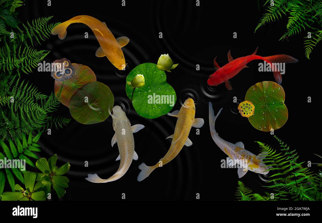 Koï dans le jardin de fleurs de lotus Banque D'Images