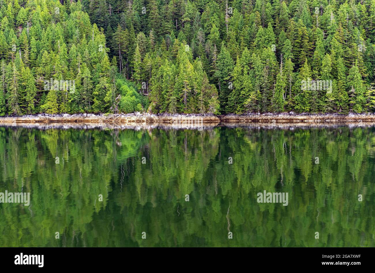Réflexion de forêt de pins le long de la croisière de passage intérieur, île de Vancouver, Colombie-Britannique, Canada. Banque D'Images