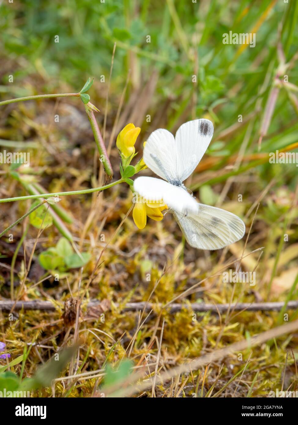 La cour du papillon blanc de bois - Leptidea sinapis sur le trèfle de Birdsfoot alias Lotus corniculatus. Banque D'Images