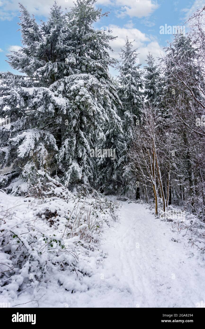Snow laden chemin dans un beau bois dans la campagne anglaise Banque D'Images