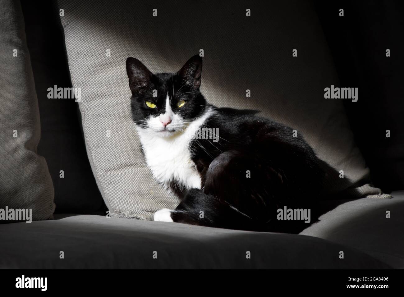 Chat Noir Et Blanc Avec Des Yeux Jaunes Assis Sur Un Canape Avec Une Diagonale De Lumiere Du Soleil Photo Stock Alamy