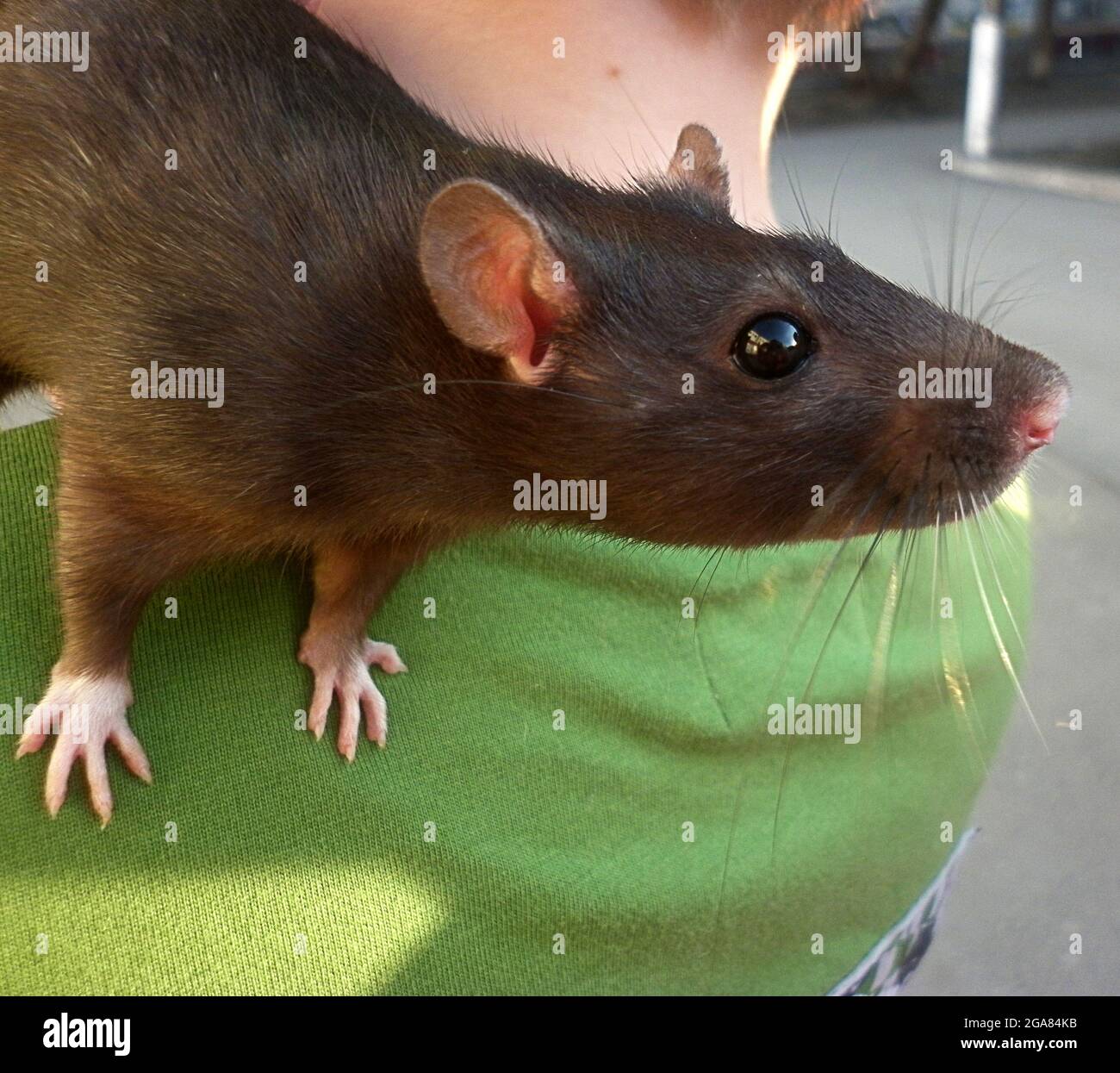 Rat kangourou roux Banque de photographies et d’images à haute ...
