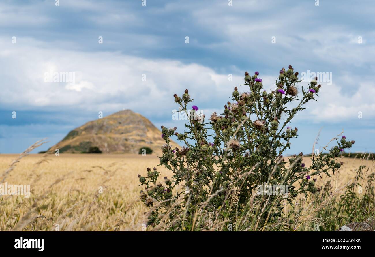 East Lothian, Écosse, Royaume-Uni. 29 juillet 2021. Météo au Royaume-Uni: Soleil sur la culture agricole: La prise volcanique de Berwick Law est vue à travers un champ de blé ensoleillé avec des thistles et un ciel orageux Banque D'Images