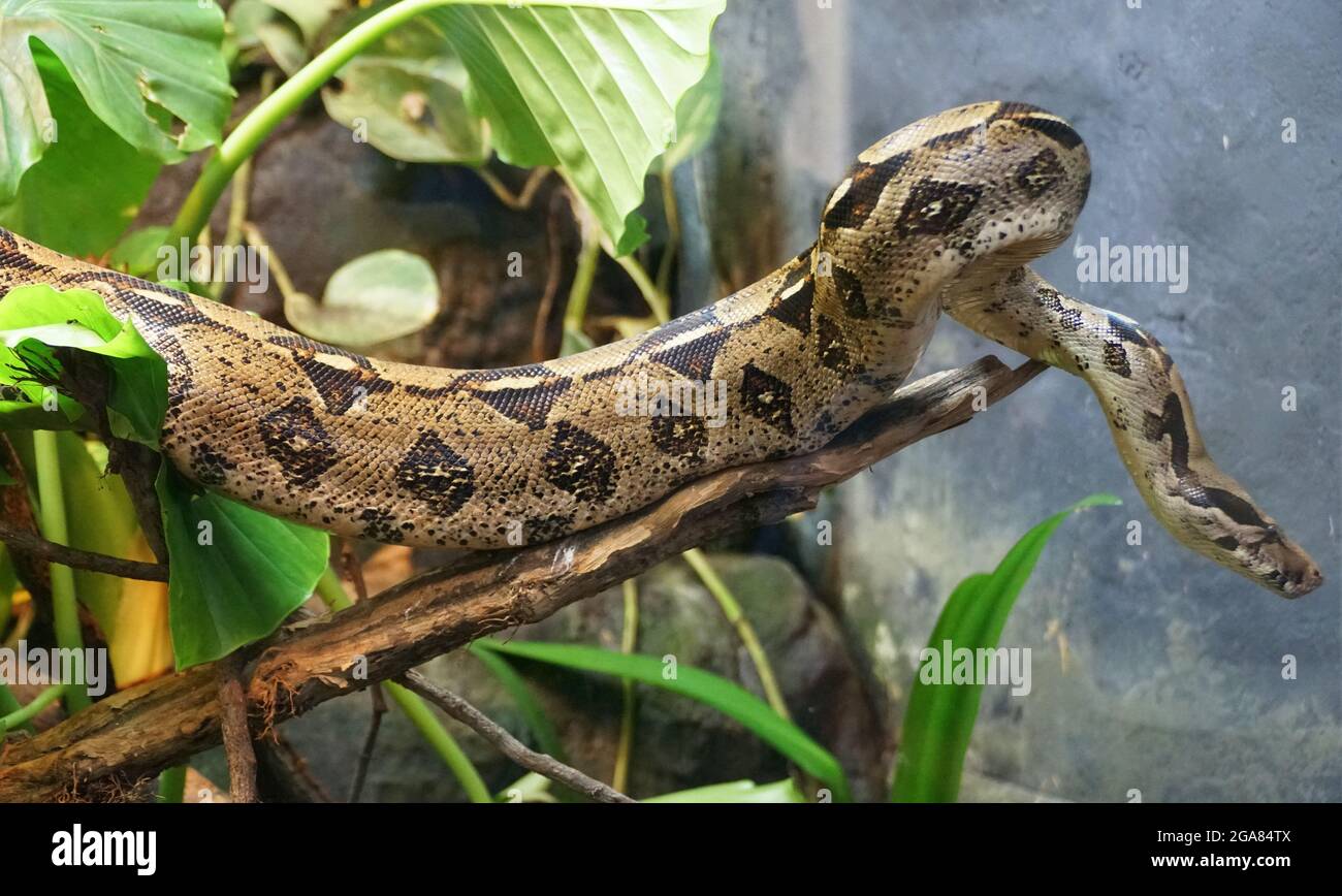 Gros plan sur les magnifiques motifs d'un Boa Constrictor Banque D'Images