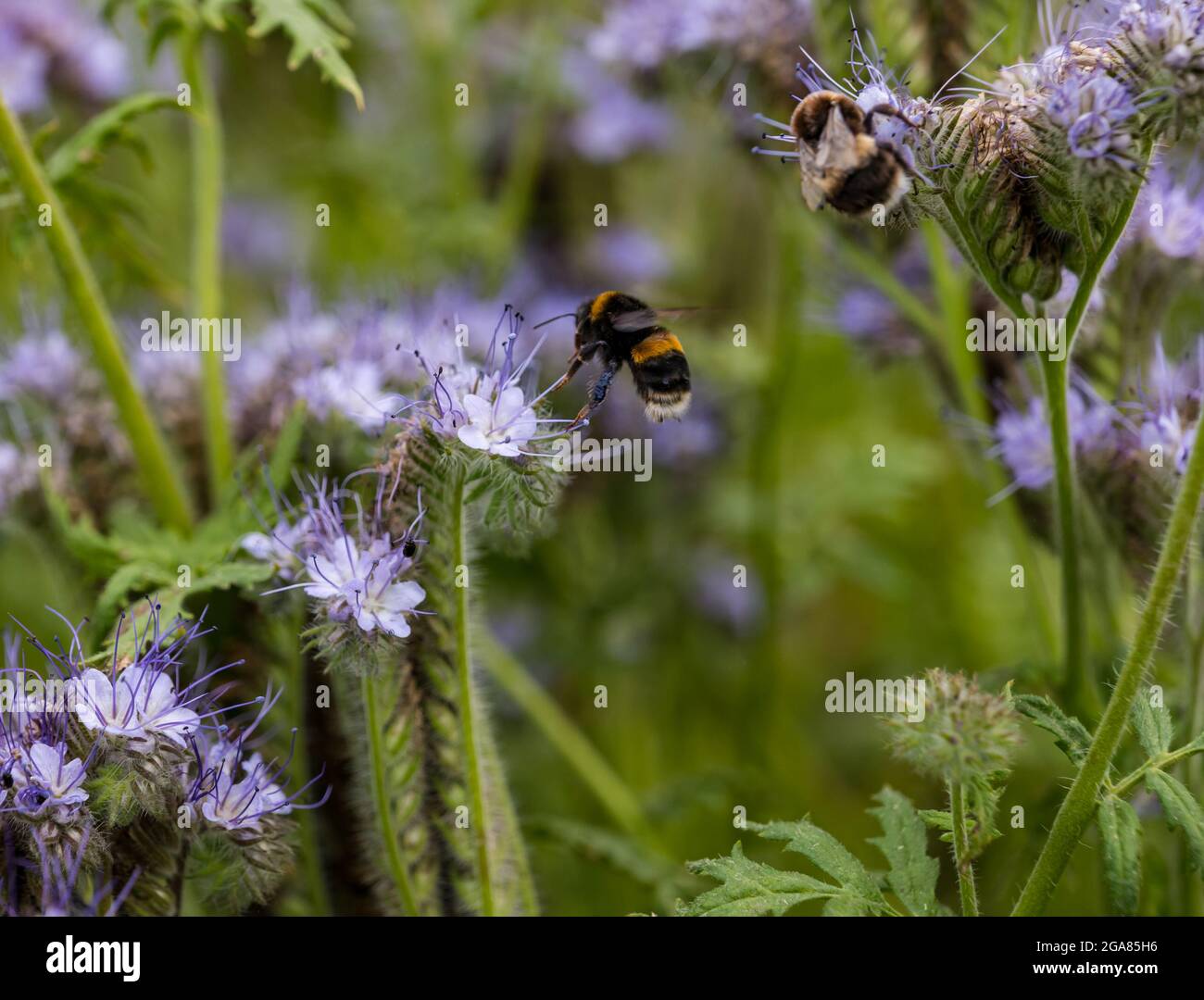 East Lothian, Écosse, royaume-Uni, 29 juillet 2021. Météo au Royaume-Uni : soleil sur les cultures et les abeilles : un champ de culture est bordé par une culture de couverture de la tacée phacelia (Phacelia tanacetifolia) en pleine floraison, également connue sous le nom de tansy pourpre ou bleu, qui agit comme un tracteur pollinisateur. Les fleurs sont vivantes avec les bourdons bourdonnants de toutes les variétés, y compris les bourdons à queue blanche (Bombus lacorum) et les abeilles cardeuses (Bombus pascuorum) Banque D'Images