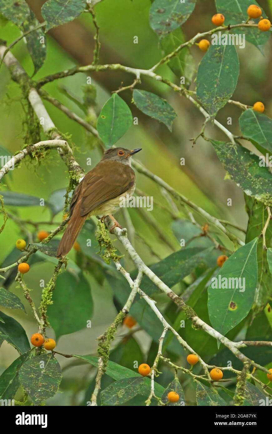 Bulbul (Pycnonotus erythropthalmos erythropthalmos) adulte perché dans un arbre à fructifier Krung Ching, Thaïlande Février Banque D'Images