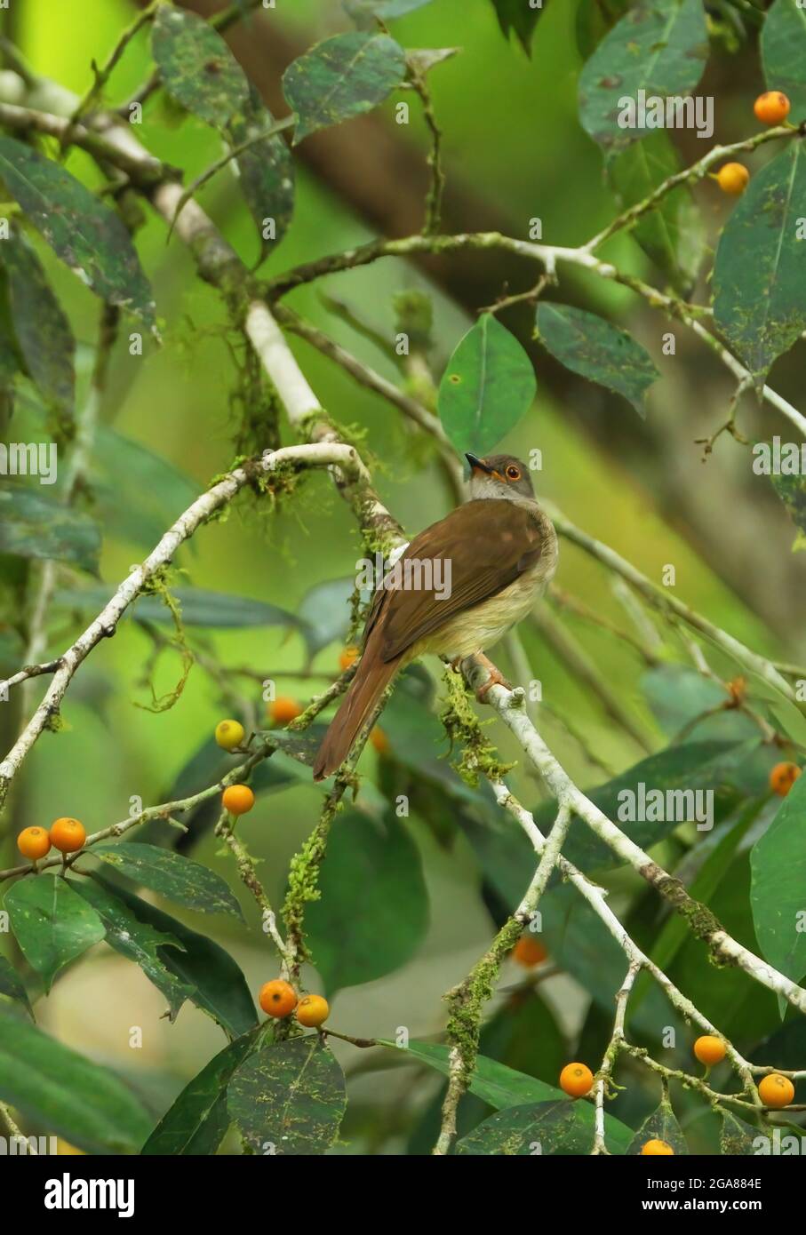 Bulbul (Pycnonotus erythropthalmos erythropthalmos) adulte perché dans un arbre à fructifier Krung Ching, Thaïlande Février Banque D'Images