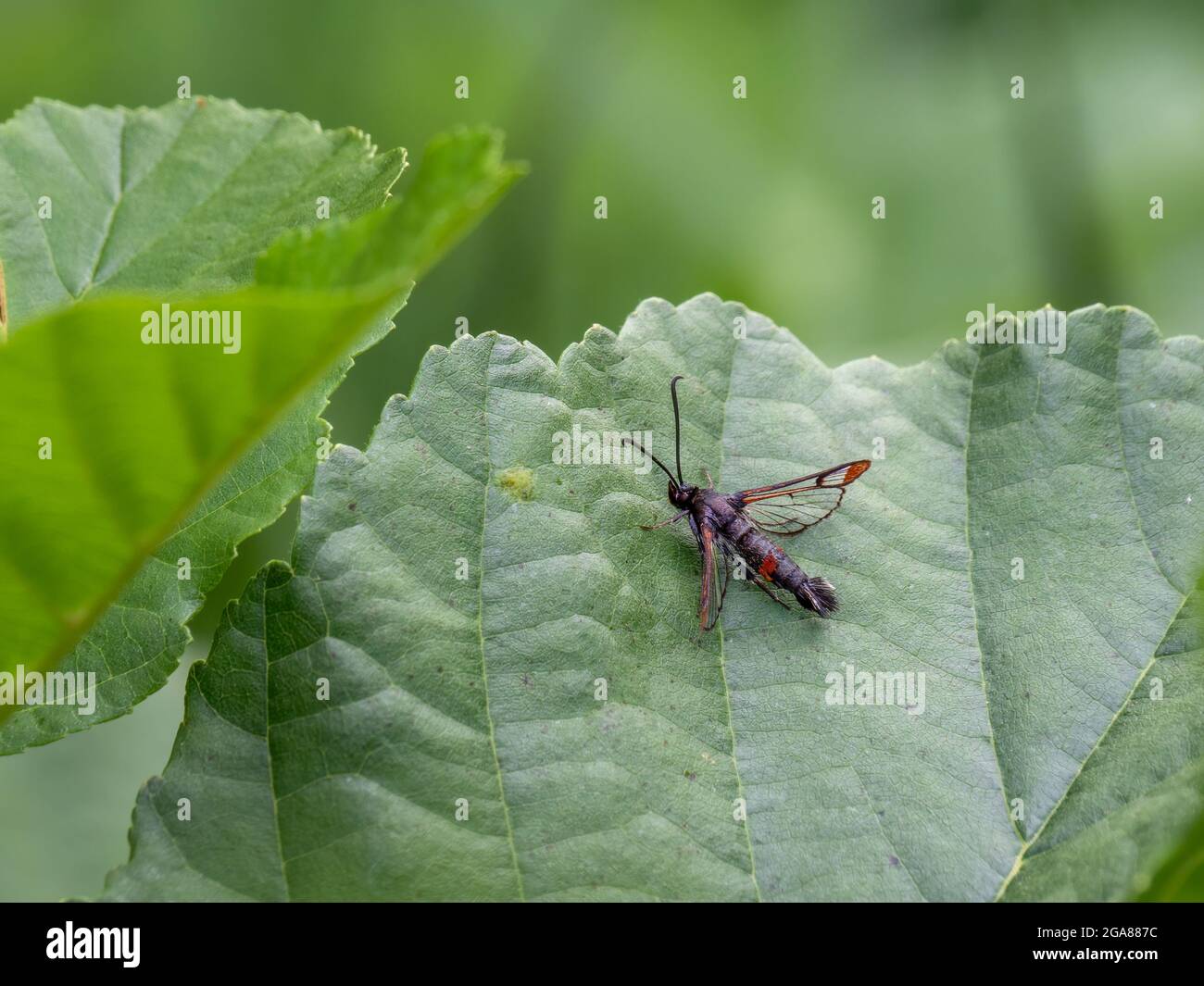 Synanthedon formicaeformis, sur la feuille. Banque D'Images