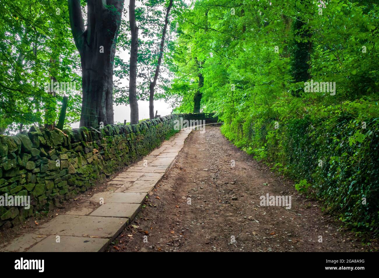 Le très vieux Trap Lane à Bents Green à Sheffield, en regardant à l'est, avec d'anciens allotements surcultivés sur la droite. Banque D'Images