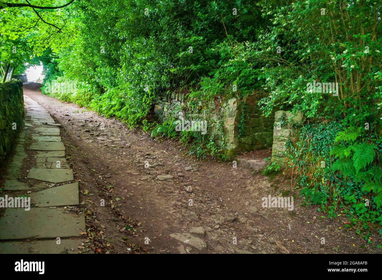 Le très vieux Trap Lane à Bents Green à Sheffield, en regardant à l'est, avec d'anciens allotements surcultivés sur la droite. Banque D'Images