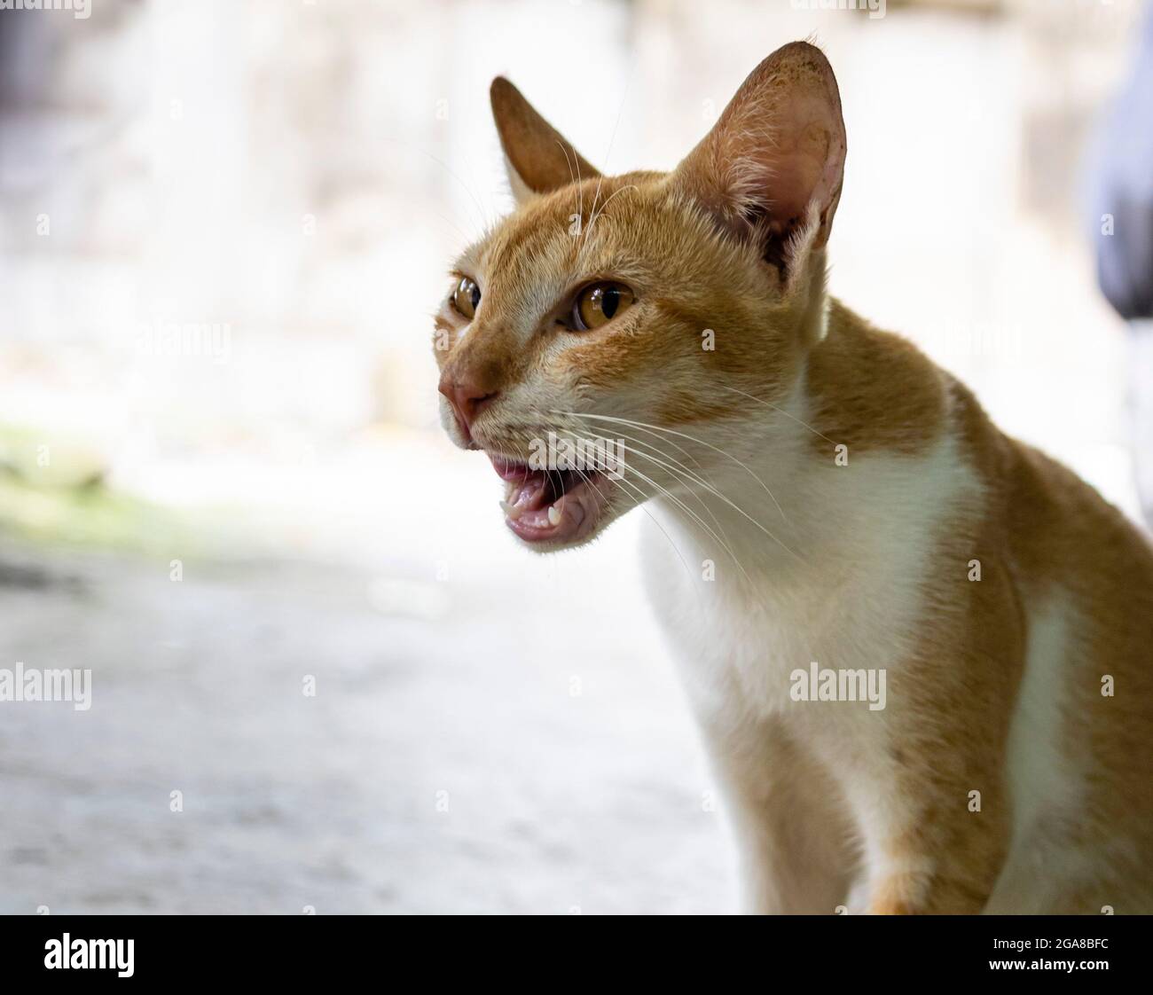 Gros plan sur un chat de rue indien assis le long de la route latérale Banque D'Images