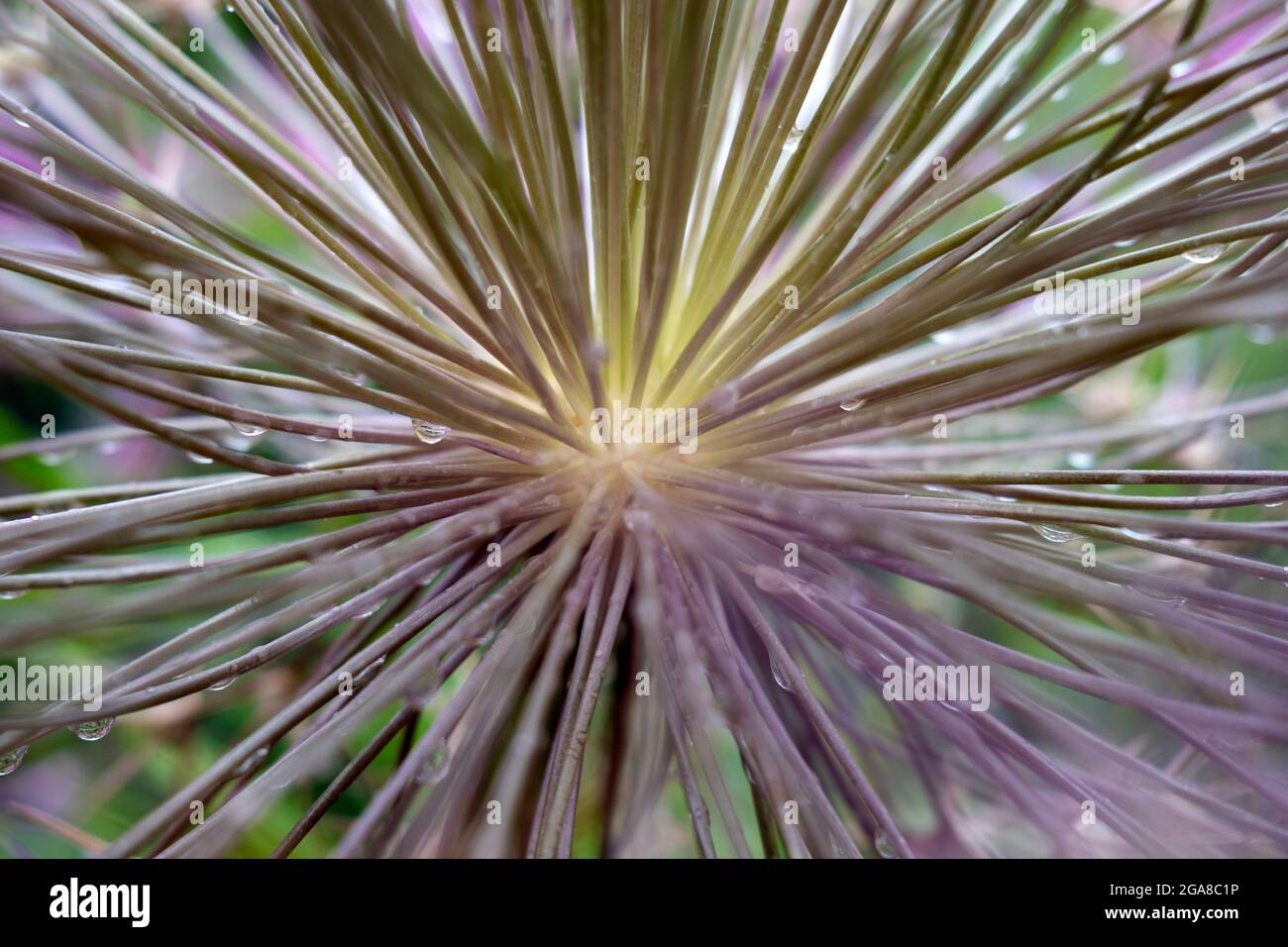 Allium schubertii, communément appelé Onion Tumbleweed, partie centrale d'un ombel géant sphérique en gros plan Banque D'Images