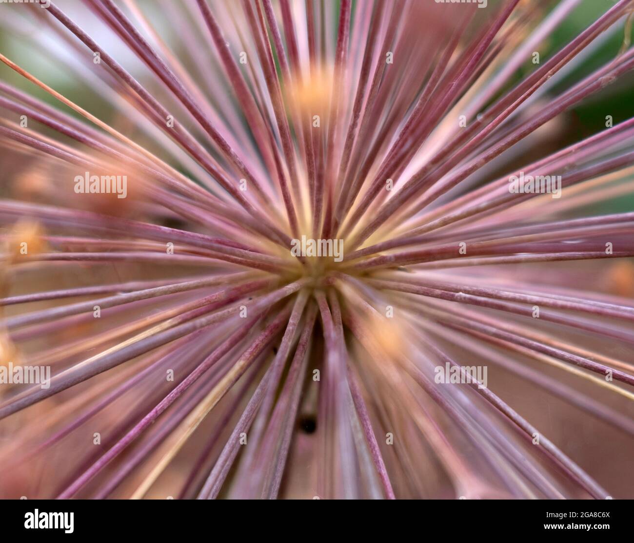 Allium schubertii, communément appelé Onion Tumbleweed, partie centrale d'un ombel géant sphérique en gros plan Banque D'Images