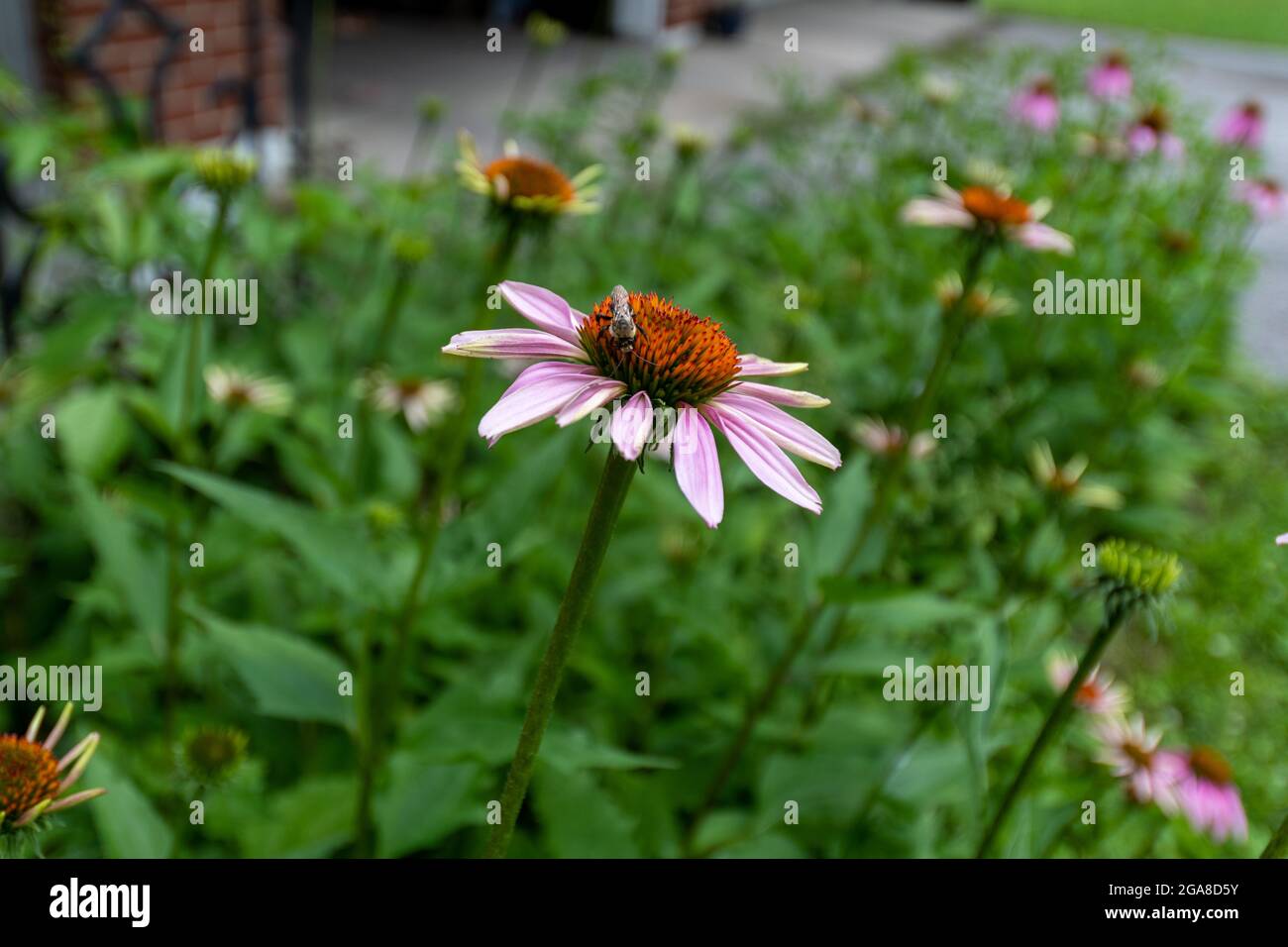 Abeille pollinisant une fleur de cône violet Banque D'Images