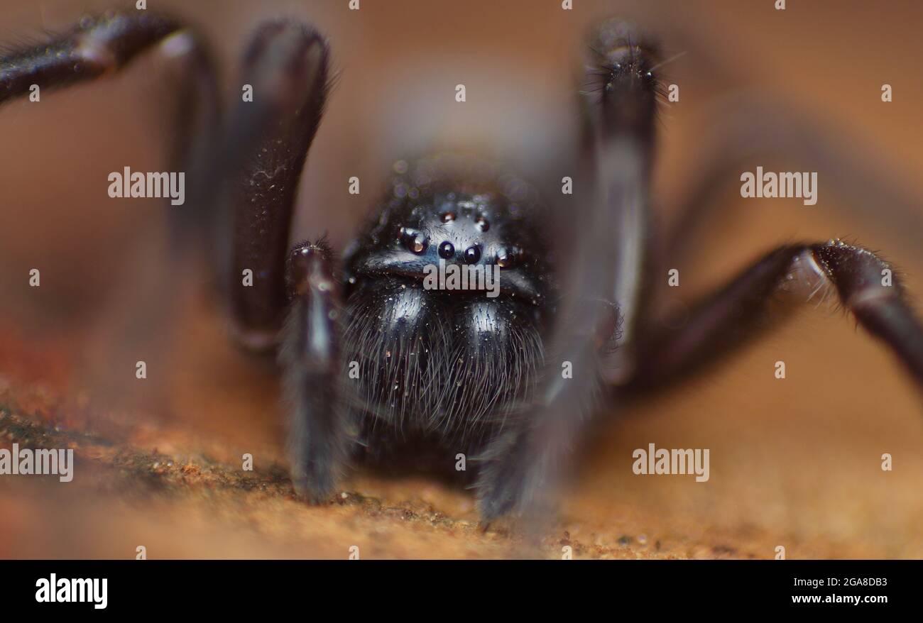 Araignée de castor en dentelle noire pour femme (Amaurobius ferox) Banque D'Images