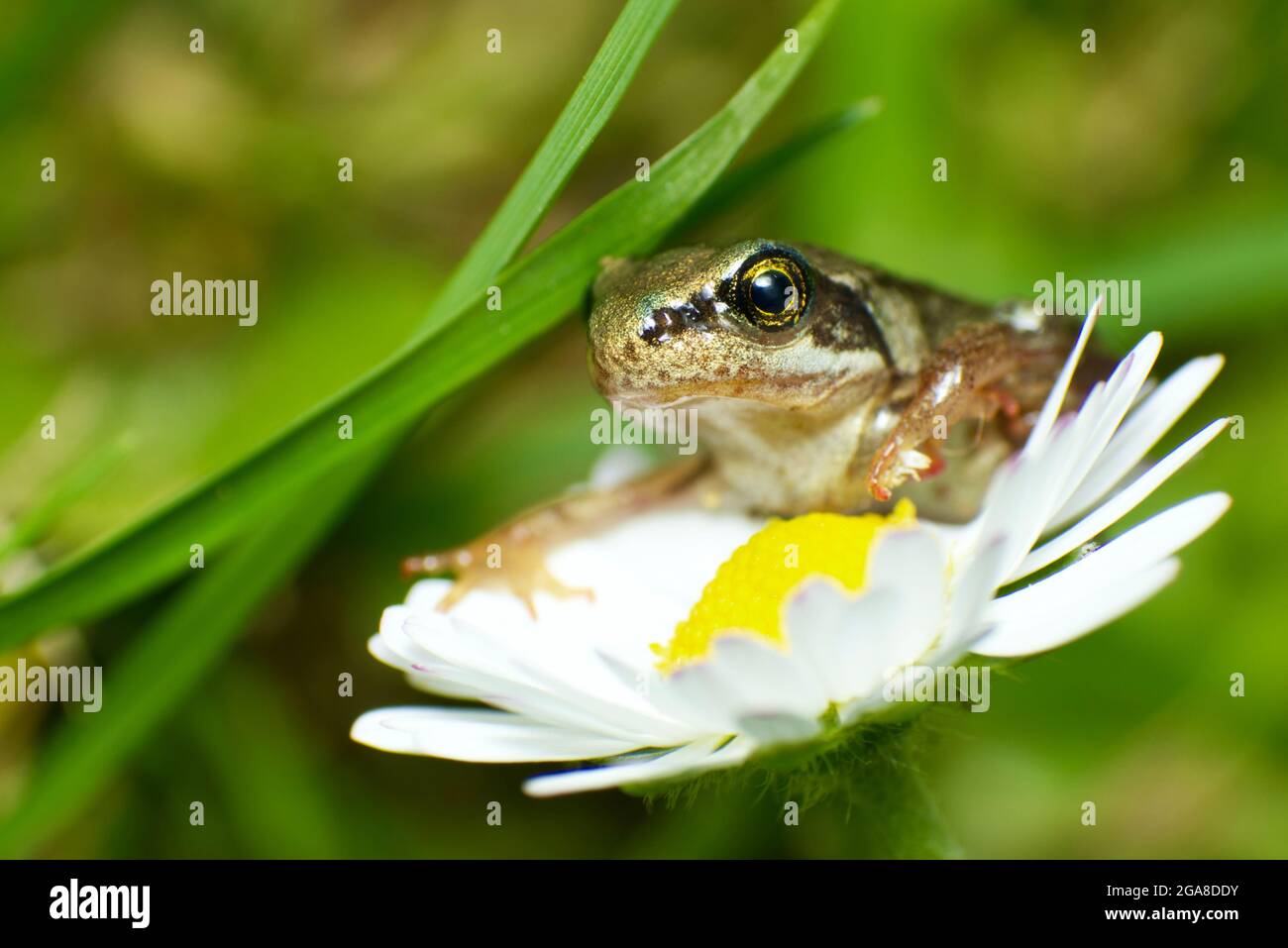 Grenouille commune (Rana temporaria) Grenouille sur fleur de pâquerette (Bellis perennis) Banque D'Images