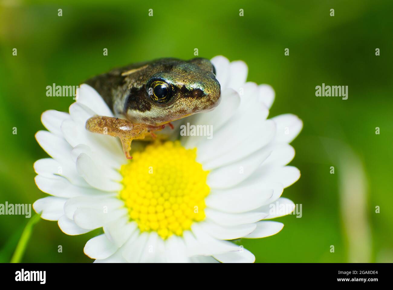 Grenouille commune (Rana temporaria) Grenouille sur fleur de pâquerette (Bellis perennis) Banque D'Images