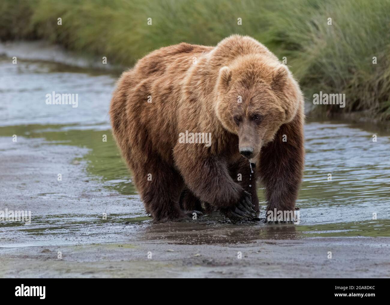 Ours brun côtier mâle (Ursus arctos) marchant dans un ruisseau, ruisseau Silver Salmon, parc national et réserve du lac Clark, Alaska Banque D'Images