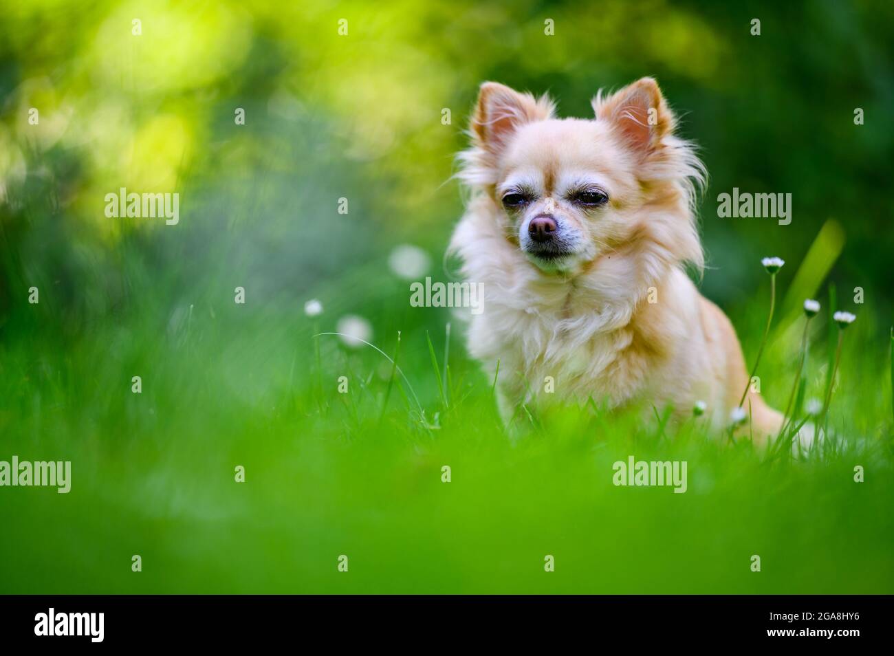 Petit chihuahua mignon assis dans l'herbe verte fraîche. C'est l'été, le soleil brille et les couleurs sont vives. Banque D'Images