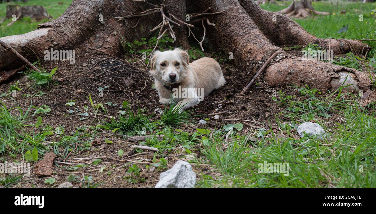 Joli petit chien couché et reposant dans une terre près d'un grand tronc d'arbre à l'extérieur dans la nature verte. Banque D'Images