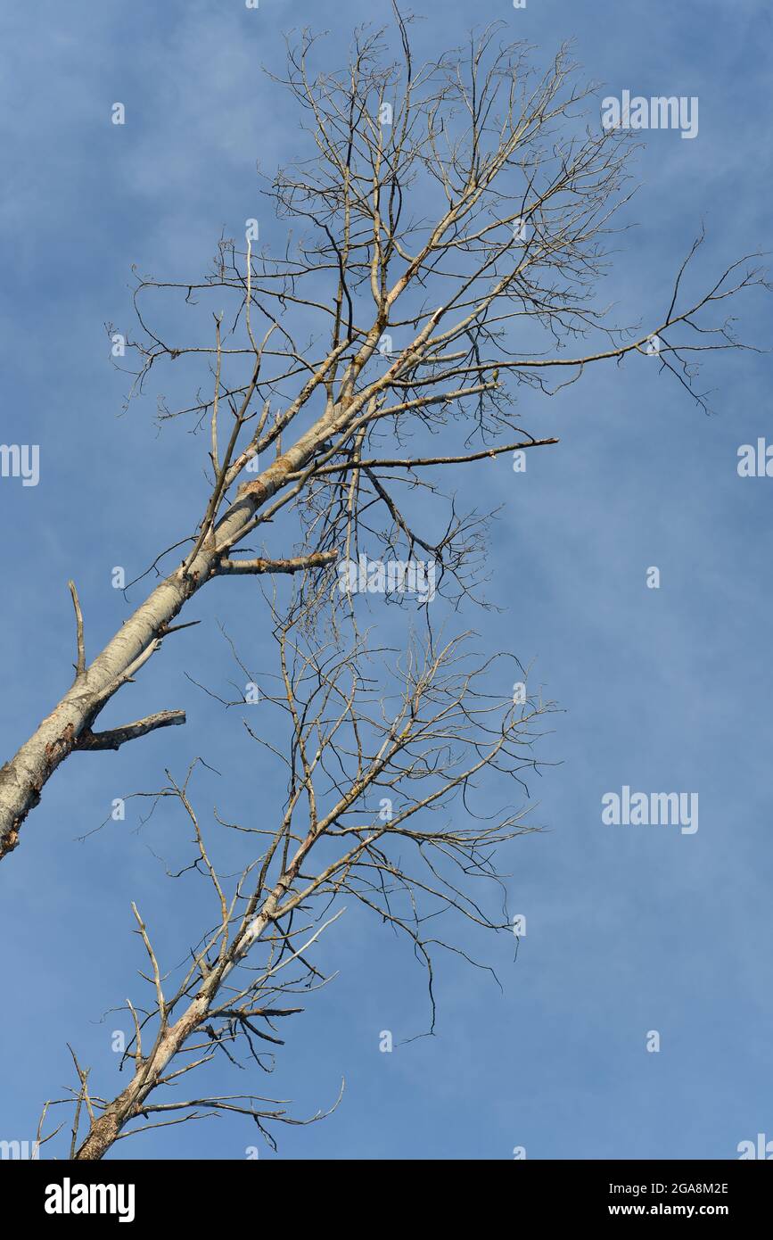 Tremble nu contre le ciel bleu au début du printemps. Banque D'Images