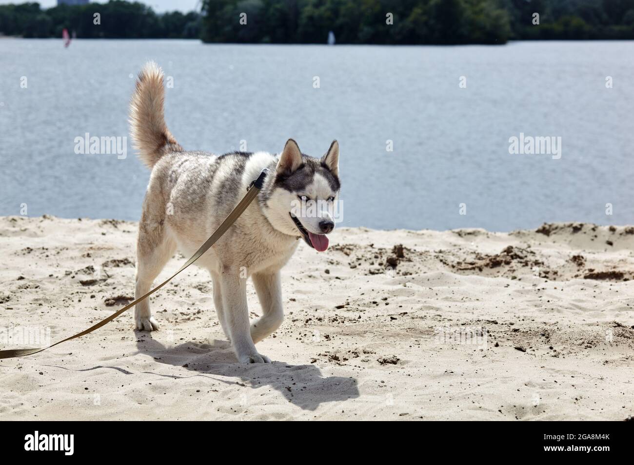 Husky sibérien sur une plage. Chien Husky sur la nature Walk Banque D'Images