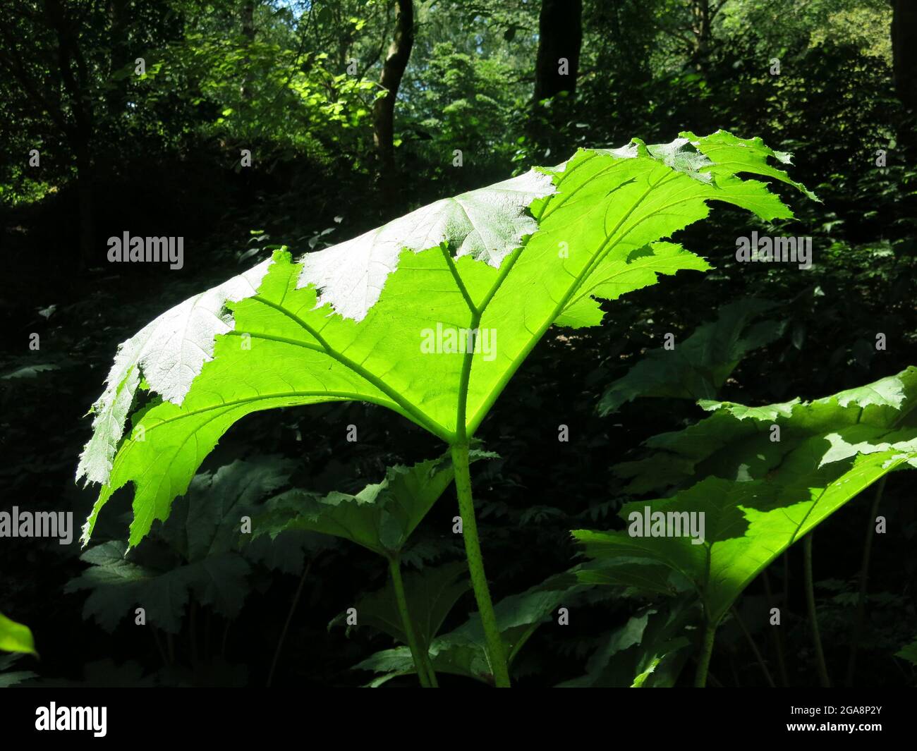 La lumière du soleil tombe sur une énorme feuille de gunnera dans les bois ombragés à Stagshaw Garden / Skelghyll Wood. Banque D'Images