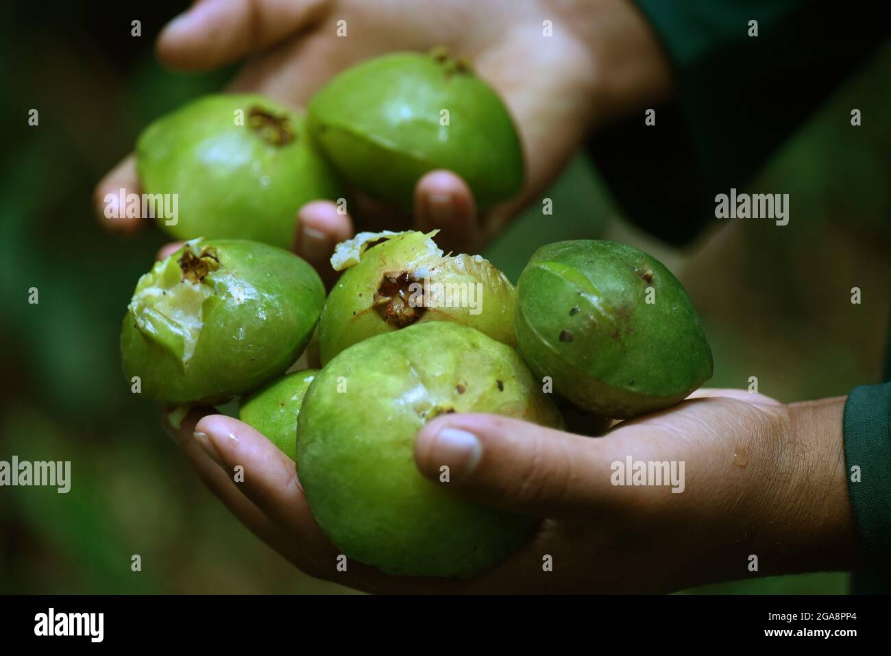 Mains d'homme tenant Cambuci (Campomanesia phaea), un fruit indigène de la forêt atlantique brésilienne Banque D'Images