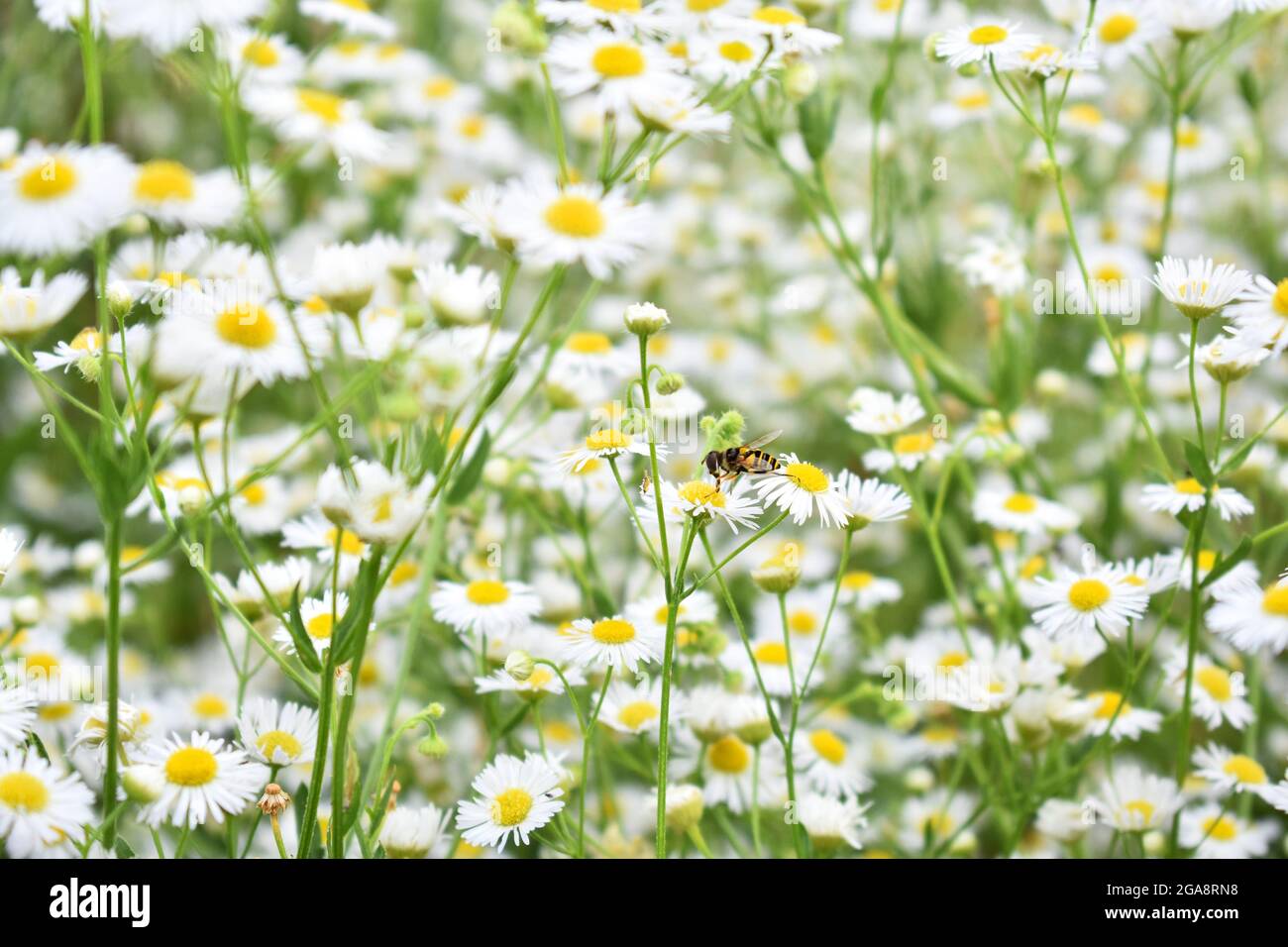 Les abeilles imitales volent dans un champ de fleurs de Marguerite blanche (Erigeron annuus) Banque D'Images