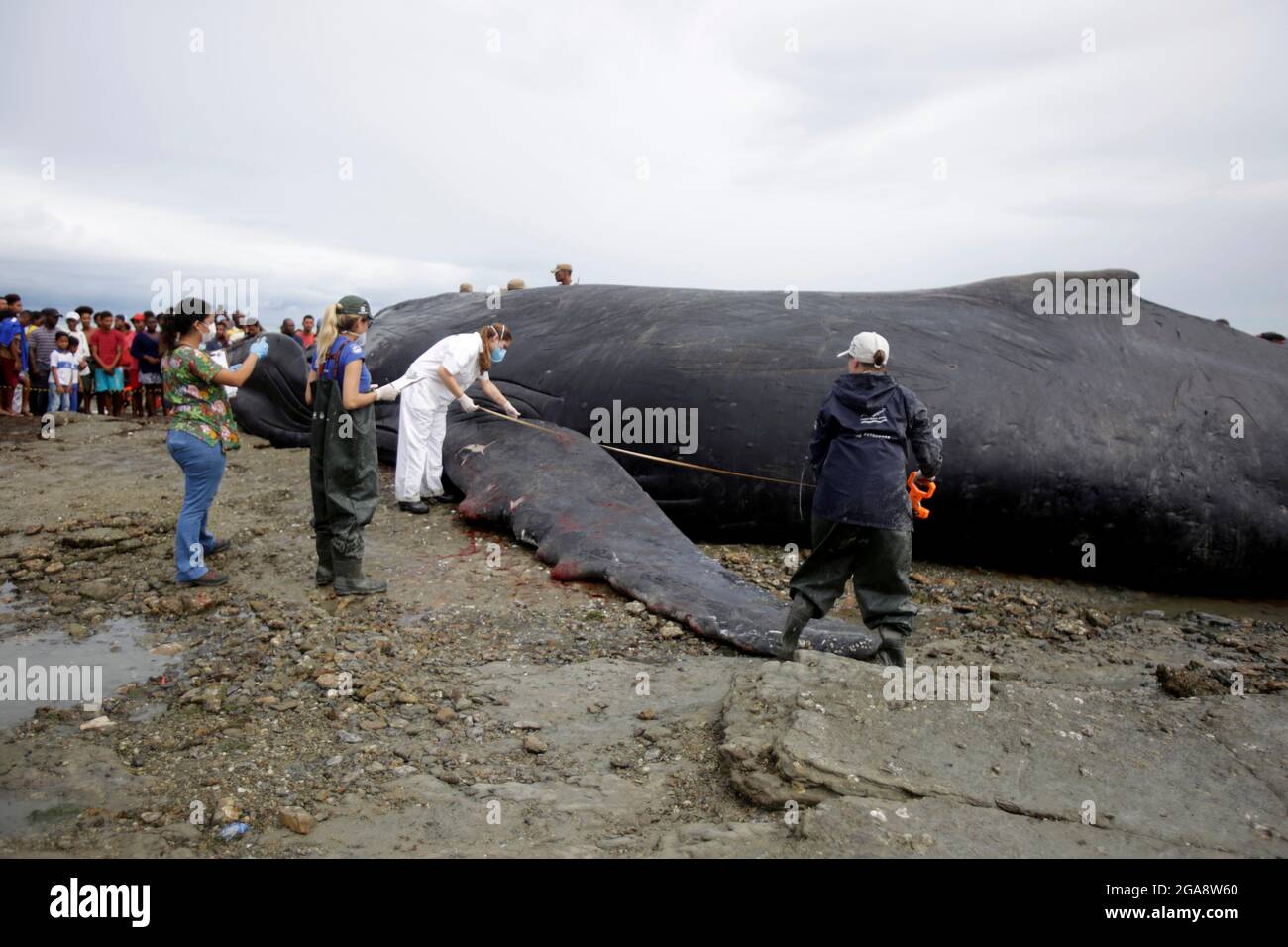 salvador, bahia, brésil - 30 août 2019 : la baleine à bosse - Megaptera novaeangliae - meurt en courant sur la plage de Coutos dans la ville de Banque D'Images