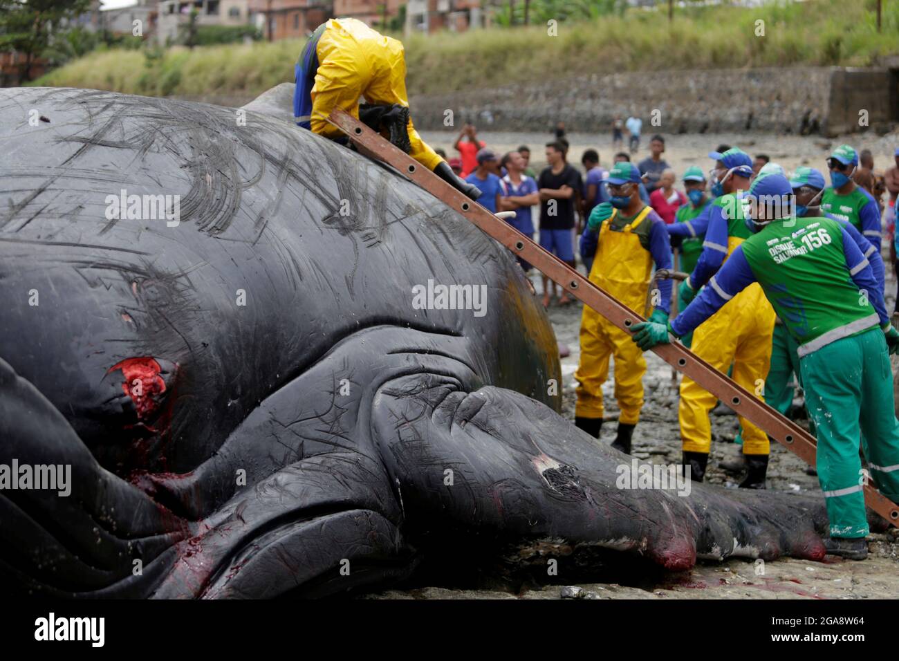 salvador, bahia, brésil - 30 août 2019 : la baleine à bosse - Megaptera novaeangliae - meurt en courant sur la plage de Coutos dans la ville de Banque D'Images