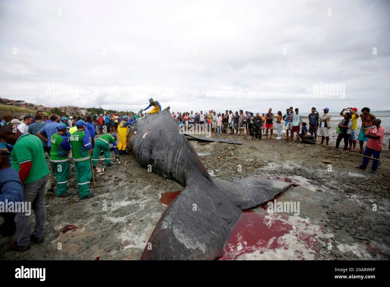 salvador, bahia, brésil - 30 août 2019 : la baleine à bosse - Megaptera novaeangliae - meurt en courant sur la plage de Coutos dans la ville de Banque D'Images